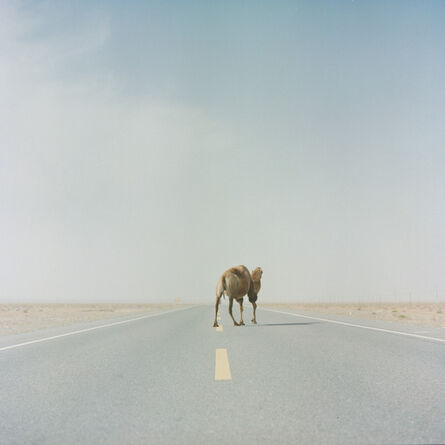 Boyuan Zhang, ‘A camel crossing the highway of Taklimakan ’, 2017