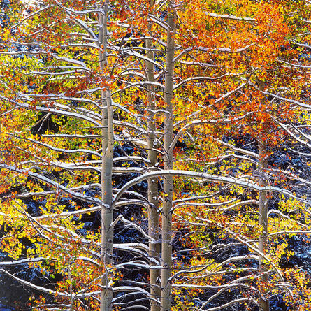 Christopher Burkett, ‘Luminous Aspens with Snowy Branches, Colorado’, 2000