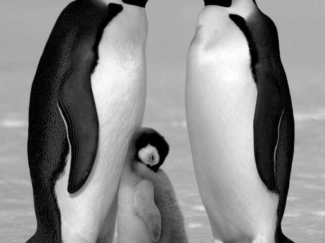 Penguins by David Yarrow