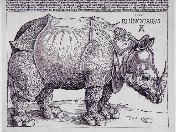The Rhinoceros by Albrecht Dürer
