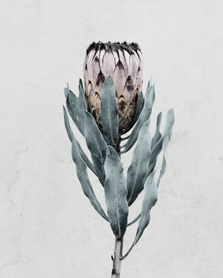 Vee Speers, ‘Protea cynaroides’, 2016