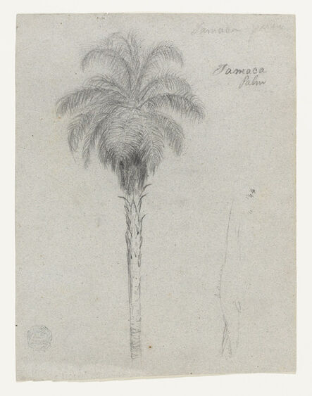 Frederic Edwin Church, ‘Botanical Sketch Showing Two Views of the Tamaca Palm’, 1853