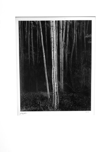 Ansel Adams, ‘Aspens, Northern New Mexico (vertical format)’, 1958