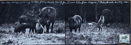 Peter Beard, ‘Northi Chongo Grooming Tactics, for Zara's Tales. Hog Ranch’, 1967