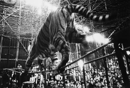 Akira Tanno, ‘Tiger, Kigure Circus’, 1957-vintage print