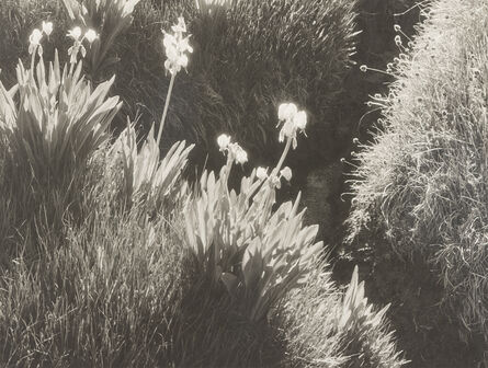 Ansel Adams, ‘Sierra Meadow’, ca. 1930