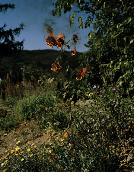 Elspeth Diederix, ‘Flameflower’, 2009