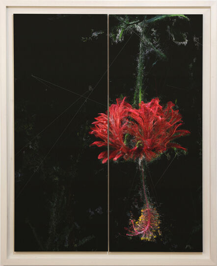 Stefano Caimi, ‘Phytosynthesis - Hibiscus Schizopetalus’, 2020