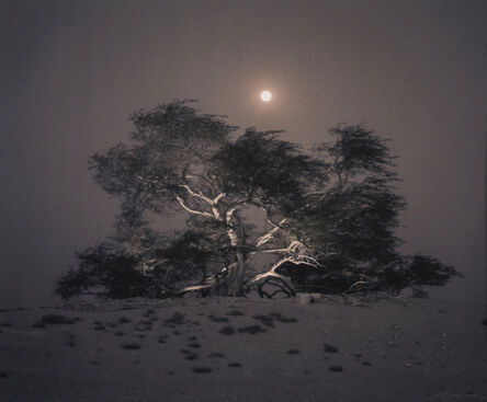 Kate Breakey, ‘‘Tree of Life’ Mesquite, Full Moon Rising, Bahrain’