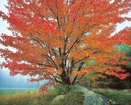 Christopher Burkett, ‘Wild Red Maple and Fog, New Hampshire’, 1989