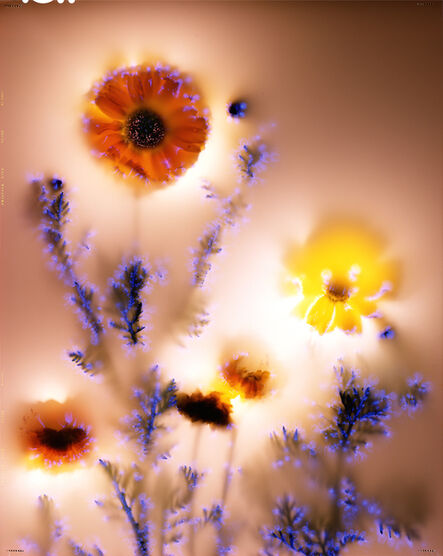 Robert Buelteman, ‘Chrysanthemum coronarium’, 1999