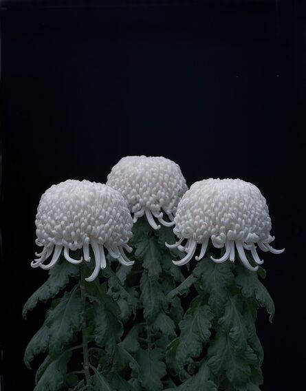 Tomoko Yoneda, ‘Chrysanthemums’, 2011
