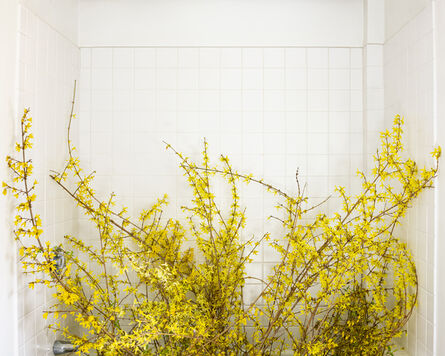 Cig Harvey, ‘Forsythia, (Forcing Bloom in the Bathtub)’, 2020