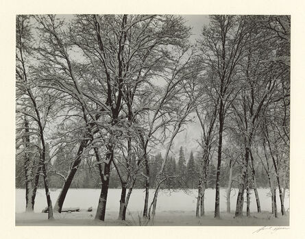 Ansel Adams, ‘Young Oaks, Winter ’, 1935