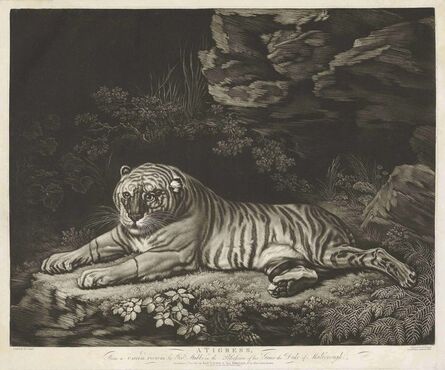 Robert Laurie, ‘A Tigress lying on the ground’, circa 1780