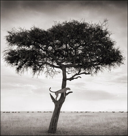 Nick Brandt, ‘Cheetah in Tree, Maasai Mara’, 2003
