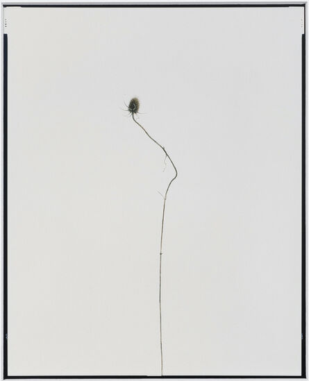 Eric Poitevin, ‘Sans titre (Plantes sèches) ’, 2014-2020