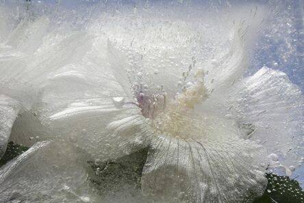Mary Kocol, ‘Rose of Sharon White Flower’, 2011