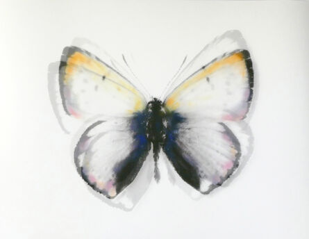 Stefania Ricci, ‘Butterfly 085’, 2019