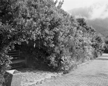 David Goldblatt, ‘Remnant of a wild almond hedge planted in 1660 to prevent livestock from being taken out of the European settlement in South Africa by the indigenous Khoi. Kirstenbosch, Cape Town. 16 May 1993’, 1993