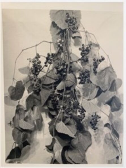Anonymous, ‘Grapes Apart, with Leaves’, ca. 1915