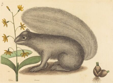 Mark Catesby, ‘The Grey Fox Squirrel (Sciurus cinereus)’, published 1731-1743