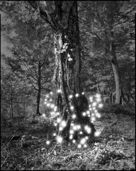 Tokihiro Sato, ‘Photo Respiration Trees Shirakami #2’, 2008
