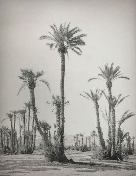 Silke Lauffs, ‘Palm trees at the Palmeraie, Marrakech, Morocco’, 2018