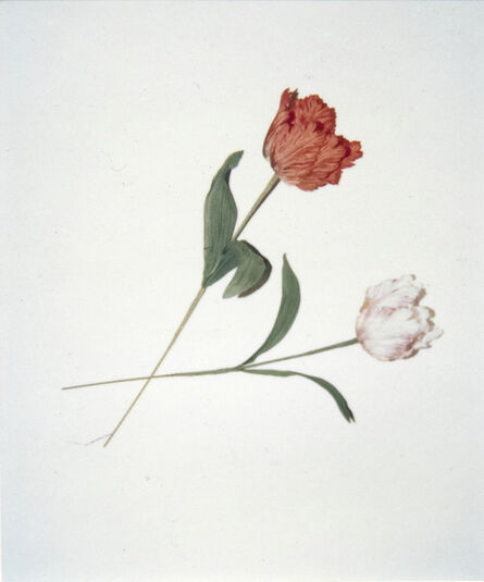 Andy Warhol, ‘Flowers’, 1983
