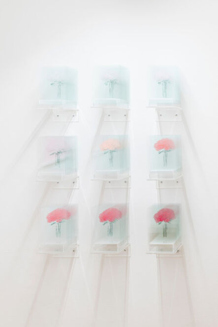 Ardan Özmenoğlu, ‘Pantone Pink Rose (1-9)’, 2018
