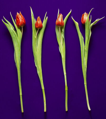 Peter Stridsberg, ‘Tulipa gesneriana, purpura’, 2021