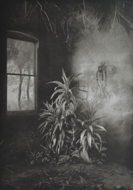 Suzanne Moxhay, ‘Vegetation Under Window’, 2019