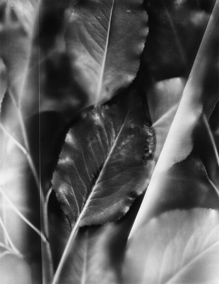 Rebecca Palmer, ‘Fluted Leaves, from the series Finding Light’, 2015