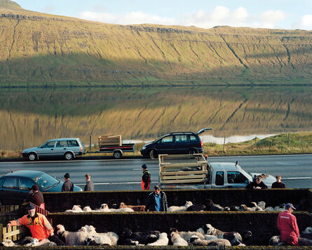 Benjamin Rasmussen, ‘Sheep Being Rounded Up for Slaughter, Skalabotnur, Faroe Islands’