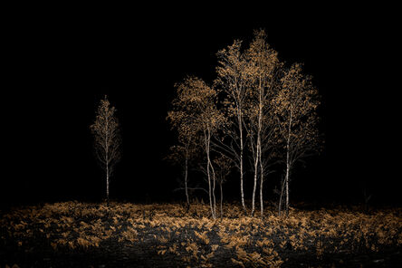 Jasper Goodall, ‘Burnt Place 01 - Birches’, 2019