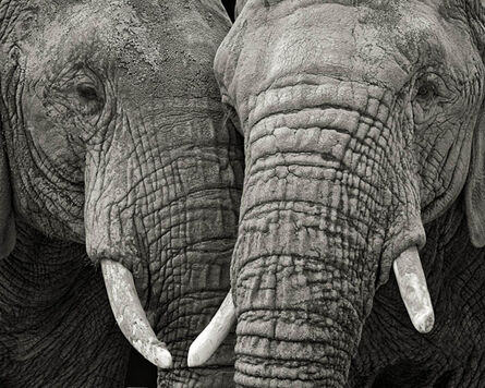 Paul Coghlin, ‘Two Elephants’, 2012