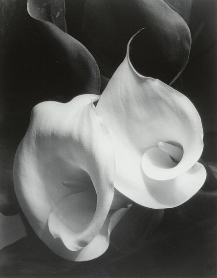 Imogen Cunningham, ‘Two Callas’, 1929