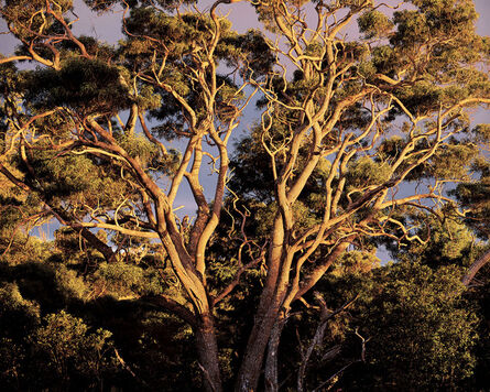 Christopher Burkett, ‘Sunset, Native Koa Trees, Hawaii’, 1996