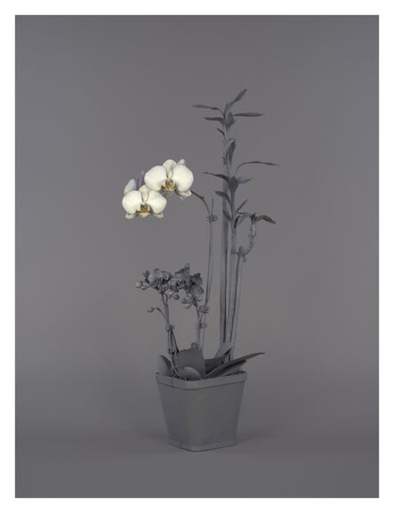 Stephanie Syjuco, ‘Neutral Orchids (Phalaenopsis + Dracaena sanderana)’, 2016