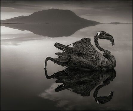 Nick Brandt, ‘Calcified Reflected Flamingo, Lake Natron 2010’, 2010