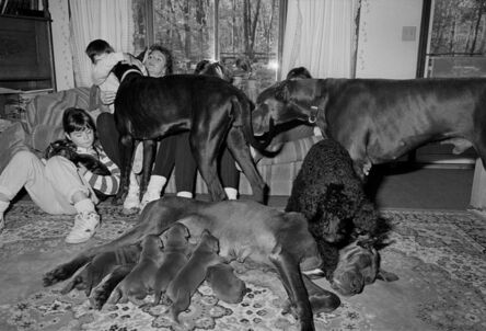 Sage Sohier, ‘Family with Great Danes and Poodle, Blackstone, Massachusetts’, 1991