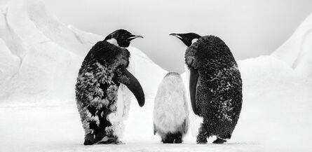 David Yarrow, ‘Who's Going To Tell Him?’, 2022