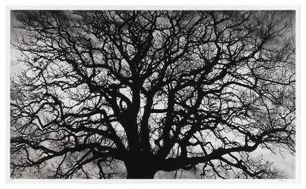 Robert Longo, ‘Untitled (Tree)’, 2018