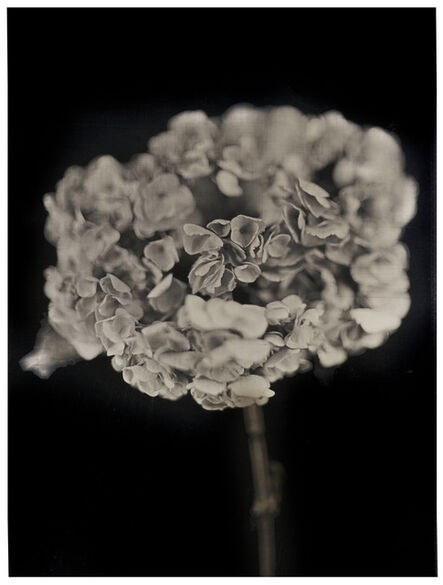 Chuck Close, ‘Hydrangea’, 2007