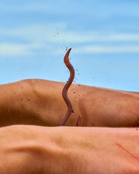 Sage Szkabarnicki-Stuart, ‘Immature Earthworm (unidentified)’, 2020