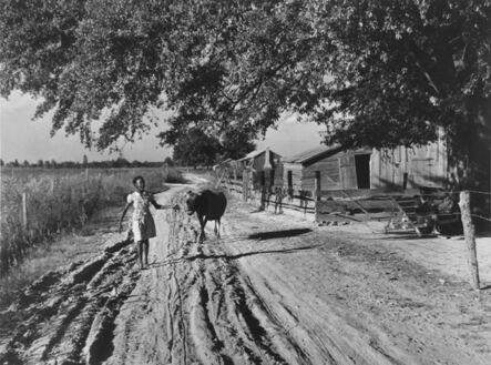 Marion Post Wolcott, ‘The daughter of Cube Walker, a tenant purchase client, bringing home their cow from the fields in the evening, Belzoni, Mississippi’, 1939