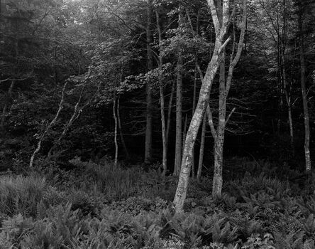 George Tice, ‘Woods, Port Clyde, Maine’, 1970