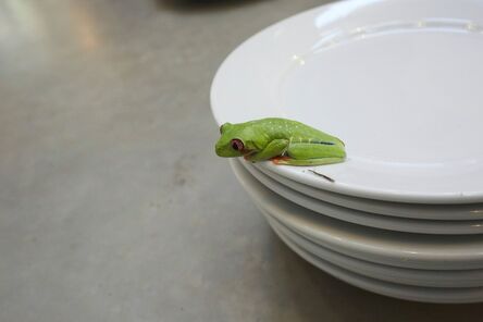 Juergen Teller, ‘Frogs and Plates No.3’, 2016