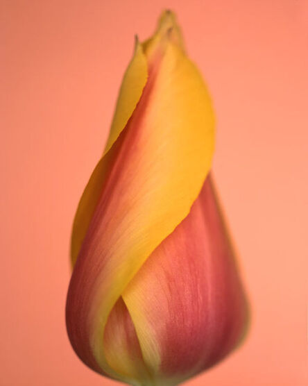 Ron van Dongen, ‘Tulipa ‘Blushing Beauty’ (CSL 036)’, 2005