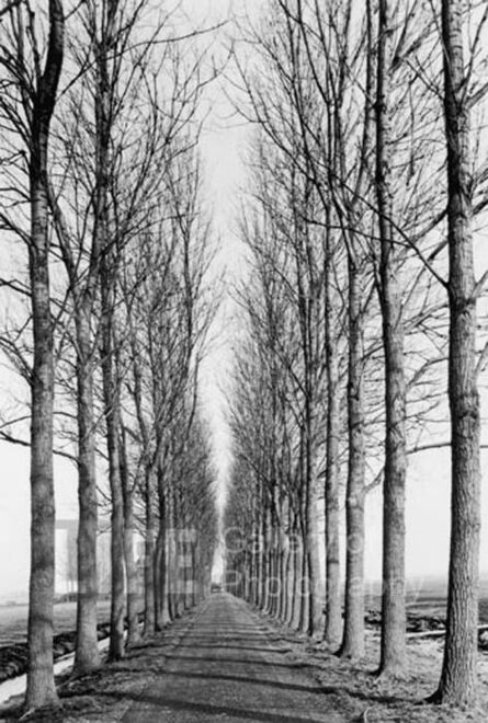Alfred Eisenstaedt, ‘Tree Lined Road, Delft, Holland’, 1978